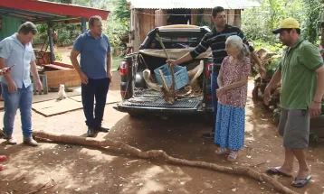 Família colhe mandioca de cinco metros em Santa Maria do Oeste: 'Que venha mais'
