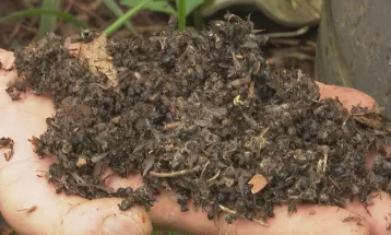 Uso de agrotóxicos pode ter causado morte de mais de 70 mil abelhas no Paraná 