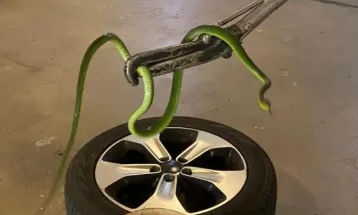 Cobra-cipó-verde é resgatada dentro de roda de carro em Maringá