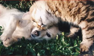 Inscrições para castração gratuita de cães e gatos em Belo Horizonte estão abertas