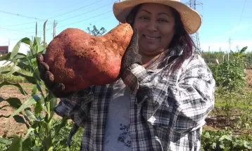Agricultora colhe batata-doce gigante no Paraná: 'Fiquei impressionada com o tamanho, era enorme'; VÍDEO