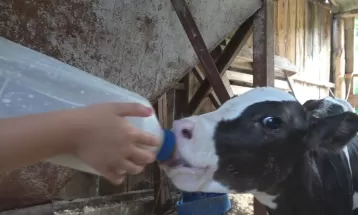 Seis novilhas gêmeas nascem em propriedade de produção de leite no Paraná: 'bênção'