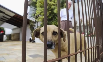 Curitiba realiza Censo Animal para mapear população de cães e gatos; entenda como funciona