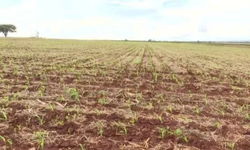 Atraso no plantio de milho deixa agricultores apreensivos e sem seguro