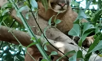 VÍDEO: Onça-parda é resgatada após ser vista por moradores em árvore na área urbana de Engenheiro Beltrão