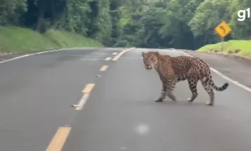 VÍDEO: Turista flagra onça-pintada passeando por rodovia do Parque Nacional do Iguaçu