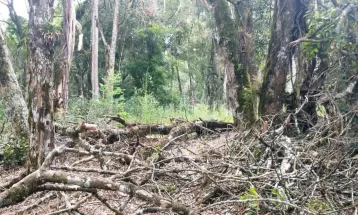 Sem autorização, homem é multado em R$ 42 mil por destruição nativa em propriedade de Imbituva