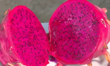 Paraná é o 4º maior produtor de pitaya do país, indica ranking; agricultor explica produção do fruto