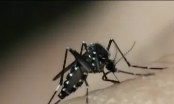 Prefeitura de Londrina decreta situação de emergência epidemiológica de dengue; medida autoriza entrada de agentes em imóveis