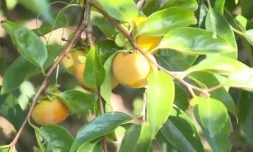 Excesso de umidade afeta safras de caqui no Paraná