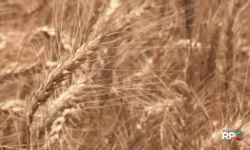 Produção de trigo pode ter aumento de 32% em 2023, aponta Deral