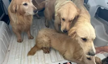Dono de petshop clandestino é preso após polícia encontrar 28 cães em situação de maus-tratos no Paraná