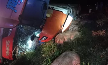 Caminhão carregado com porcos sai da pista e tomba, em Lindoeste; motorista teve ferimentos leves 