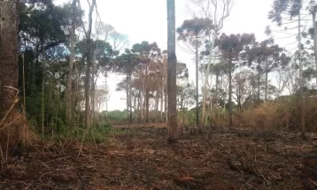 Proprietário é multado em R$ 90 mil por destruir vegetação nativa em área com mais de 10 hectares
