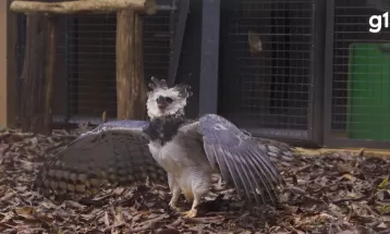 Após reforma, harpias voltam a ser visitadas por turistas no refúgio de Itaipu; VÍDEO