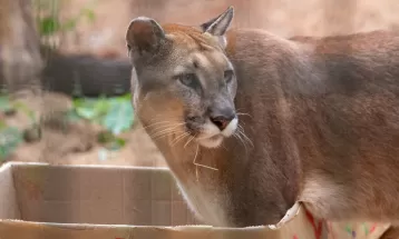 Zoológico de Cascavel volta a atender nos finais de semana; entrada é gratuita
