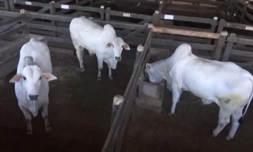 Produtores apostam no melhoramento genético para ganho de peso do gado do Paraná; entenda