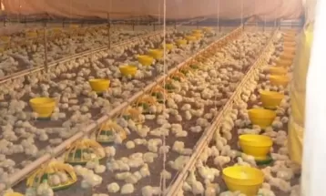 Faturamento com exportação de frango cresceu 32% no Paraná, segundo Deral 