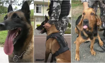 Conheça como é feito o treinamento dos cães farejadores da Polícia Militar em Ponta Grossa