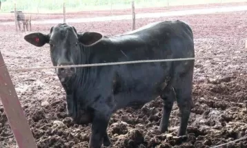 Com novos casos de raiva bovina, vacinação de gados é reforçada em Cascavel