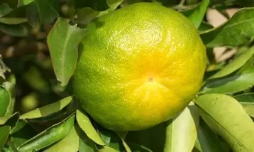 Capital nacional da ponkan, Cerro Azul registra atraso na safra da fruta