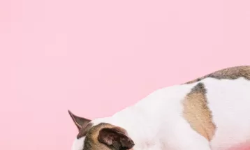 Ração x comida natural: entenda o que dizem veterinários sobre alimentação de pets