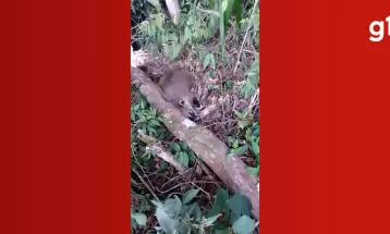 VÍDEO: Quatis e aves são encontradas mortos em Imbituva; polícia investiga possível envenenamento
