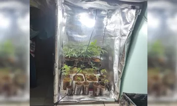Homem com mandado de prisão em aberto e esposa são presos por cultivar 14 pés de maconha em estufa no Paraná, diz PM