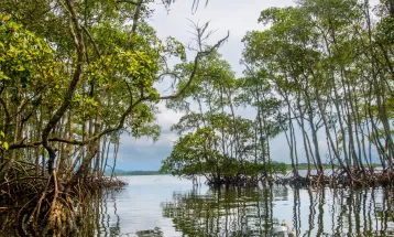 Paraná tem a área de manguezais mais preservada da Grande Reserva Mata Atlântica, indica mapeamento