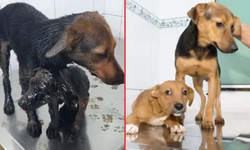 Cães resgatados de piche recebem alta e ficam disponíveis para adoção em Ponta Grossa; VEJA ANTES E DEPOIS