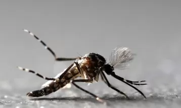Com 713 registros, Foz do Iguaçu é a cidade com mais confirmações de casos de Chikungunya no Paraná