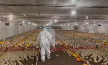 Paraná, maior produtor e exportador de carne de frango do país, reforça fiscalização contra gripe aviária 