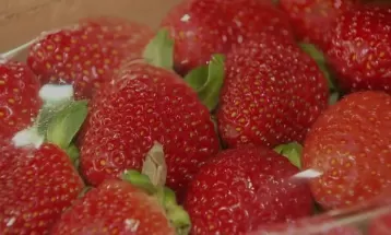 Com produção reduzida, preço do morango aumenta no Paraná