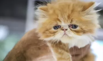 Curitiba oferece 4,8 mil vagas para castração gratuita de cães e gatos; veja como participar