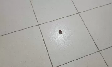 Arma de guarda municipal dispara acidentalmente dentro de clínica médica em Maringá, diz PM