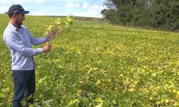 Qualidade boa, preço em queda: produção de feijão no Paraná será pequena, aponta Deral