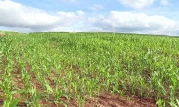 Entenda como o atraso no plantio da soja tem impactado o desenvolvimento da safra de milho