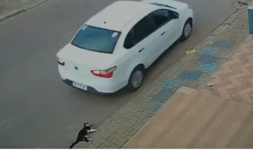 Câmeras registram motorista atropelando gato em Fazenda Rio Grande