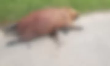Capivara morta a tiros no Barigui estava grávida, afirma delegado; Polícia pede ajuda para localizar suspeito