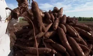 Preço da mandioca cai 30% em 90 dias e desagrada agricultores do Paraná, aponta departamento