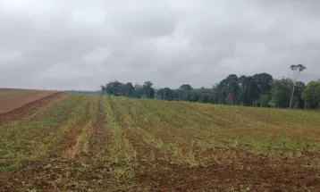 Donos de propriedades rurais são multados em R$ 51 mil por dano a vegetação nativa, em São Mateus do Sul