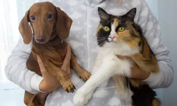 Curitiba oferece 2,5 mil vagas para castração gratuita de cães e gatos; veja como participar