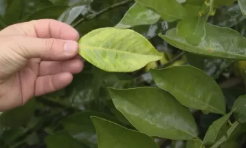 "Doença da laranja" preocupa fruticultores do noroeste do Paraná 