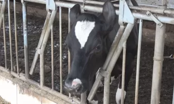Últimos dias para atualizar cadastro de rebanhos; veja como fazer