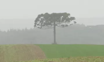 El Niño à vista: A previsão é de que o fenômeno traga mais chuva e inverno menos rigoroso 