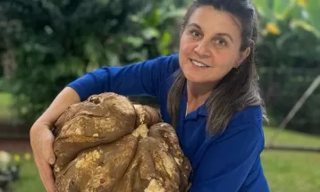 Batata doce de 20 kg é colhida no PR: 'Tudo que a gente faz com amor, o retorno vem', afirma agricultora; VÍDEO