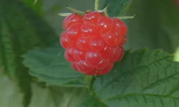 Família espanhola encara desafio de cultivar framboesa em região quente do Paraná: 'Ideal seriam 750 horas de frio, aqui só temos 150'