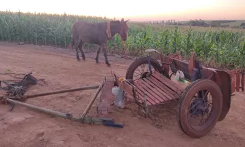 Homem em charrete puxada por burro morre atropelado por caminhão após animal se assustar e invadir pista, em Cascavel 