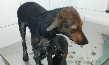 Cães resgatados de poça de piche em Ponta Grossa são adotados