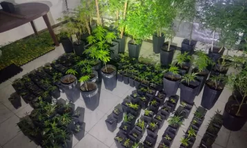 Mais de 1,7 mil pés de maconha são apreendidos em São José dos Pinhais
